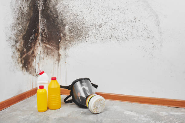 Best Affordable Mold Removal  in Chouteau, OK