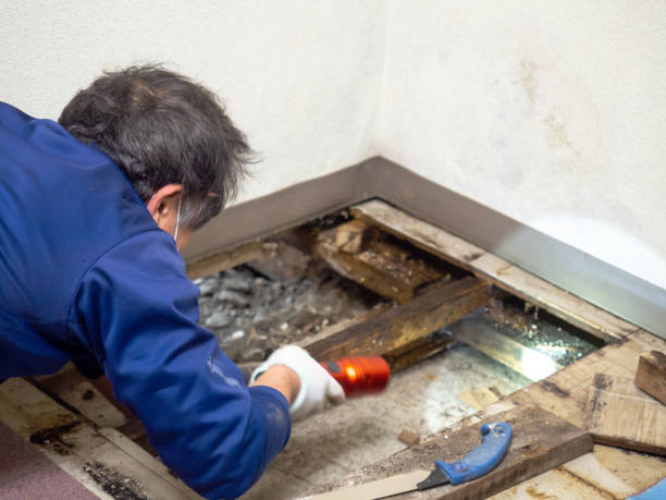Mold Removal Process in Chouteau, OK