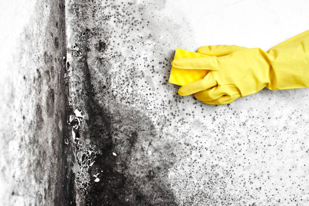 Best Toxic Mold Removal  in Chouteau, OK