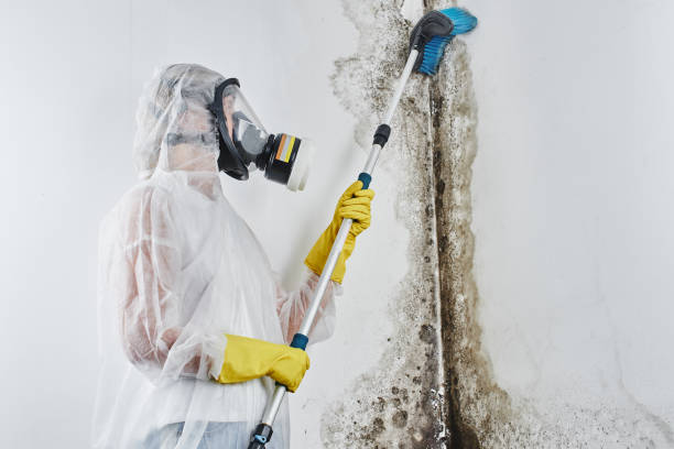 Best Black Mold Removal  in Chouteau, OK