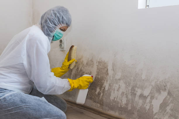 Best Mold Cleaning Services  in Chouteau, OK