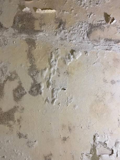 Best Crawl Space Mold Removal  in Chouteau, OK