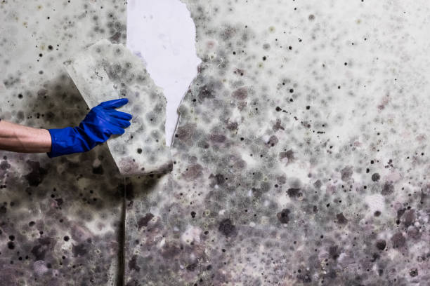 Best Mold Removal Near Me  in Chouteau, OK